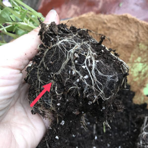 Cut roots of plant before planting