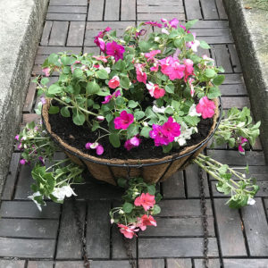 Finished flower hanging basket