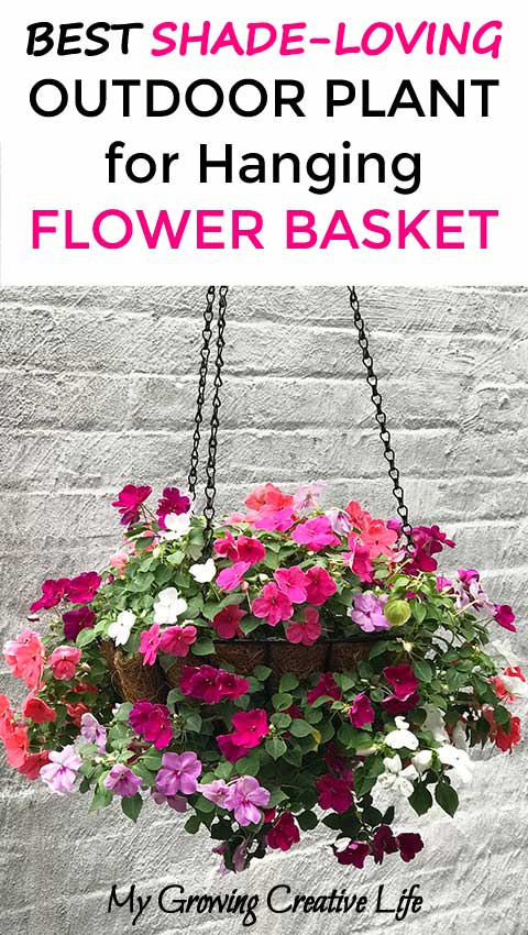 DIY Shade-Loving Outdoor Plant for Flower Hanging Basket