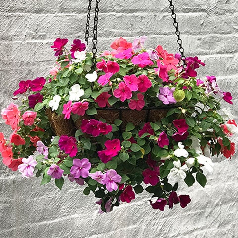 Shade-Loving Outdoor Plant For A Flower Hanging Basket